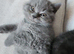 3 BSH Kittens