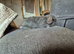 Gorgeous female blue mini lop baby