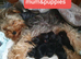 Yorkshire terrier puppies