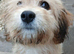  Adorable Female Cavachon Puppy Ready for Her Forever Home!