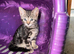 Bengal cross kittens
