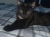 I have 2 male cats