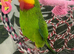 Barraband Parrot semi tame