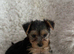 Yorkshire Terrier boys