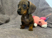 Miniature Dachshund