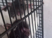 3 Male adorable rats 2 Dumbo 1 regular.