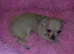 Full breed Chihuahua puppies 3 boys only now
