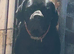 Daniff Puppies due. Great Dane x Mastiff