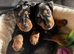 2 gorgeous miniature dachshund puppies