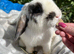 Mini lop male