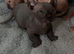Stunning Sphynx & Dwelf kittens