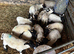 Pet lambs in need of loving home