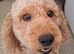 2 Year old Female Cockerpoo