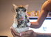 6 beautiful long haired kittens
