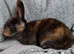 Rex rebbit baby for sale
