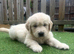 Gorgeous golden retriever puppies ️