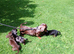 3 miniature dachshund puppies