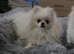 2 year old white teddy bear pomeranian dog for sale