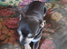 Beautiful chuiuua puppies