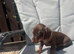 Miniature dachshunds puppies