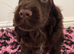 Handsome Chocolate Show Cocker