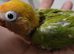 Lovebirds
