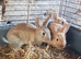 Netherland dwarf cross mini rex rabbits