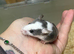 Baby fancy male mice for sale