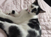 19 month old female cat for rehoming
