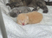 British Shorthair Kittens