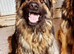 Rodney – 3-Year-Old German Shepherd Looking for the Right Home