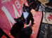 Three kittens for homing