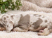 Strong and healthy and amazing variety of colours miniature dachshund puppies