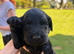 Beautiful Cockapoo Puppies – 3 Boys & 3 Girls We are delighted to offer our gorgeous litter of 6 Cockapoo puppies looking for their forever homes.