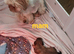 Kc quality Imperial shih tzu