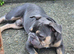 Male French Bulldog