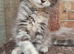 Beautiful blue torbie maine coon