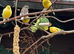 Canary’s