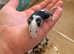Fancy mice for sale