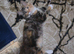 Stunning Tortoiseshell Maine Coon Cross Kitten - Female