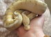 Banana Spider Ball python