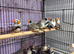 Mixed zebra finch