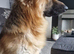 Well Proven huge beautiful German shepherd