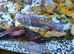 Dwarf Snakehead