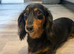 Miniature Dachshund Searching for her loving home