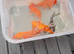 Gold fish