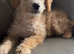 Cockapoo puppies