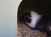 Male Guinea pig 7 weeks old