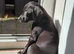 Welsh Terrier Whippet Cross 12 weeks old