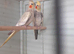 Adult Breeding Cinnamon Hen and Young adults